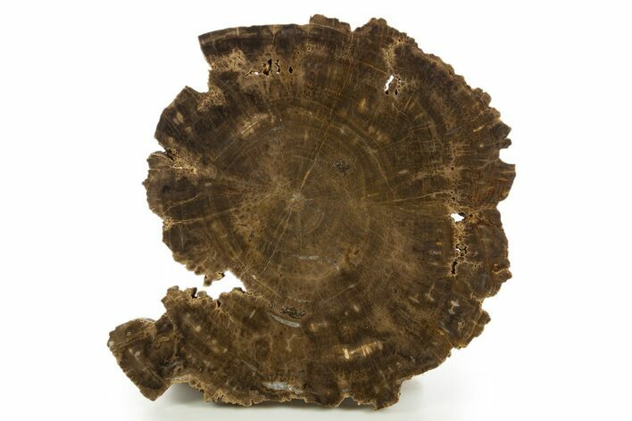 Polished Cretaceous Petrified Wood Round - Texas #320751